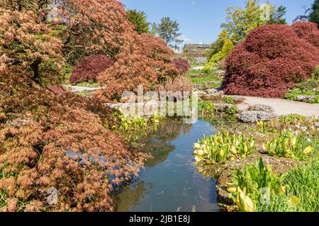 ACerS und Western Skunk Cabbage (Lysichiton americanus) in den Wassergärten von Sizergh Castle im englischen Lake District bei Kendal, Cumbria, Engl Stockfoto