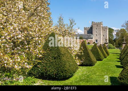 Beschnittene Eibenhecken und eine blühende Magnolie in den Gärten von Sizergh Castle im englischen Lake District in der Nähe von Kendal, Cumbria, England Stockfoto