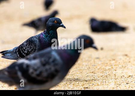 Eine Taubenschar im Park an sonnigen Tagen. Der Vogel im Bild versucht, Nahrung in der Sandbox zu finden. Stockfoto