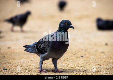 Eine Taubenschar im Park an sonnigen Tagen. Der Vogel im Bild versucht, Nahrung in der Sandbox zu finden. Stockfoto