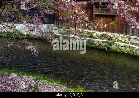 Die Aufnahme des Shirakawa-Kanals in der Nähe der Tatsumi-Bashi-Brücke im Frühjahr, Gion Shirakawa, Kyoto, Japan. Es gibt Kirschblüte und alte Holzhäuser Stockfoto