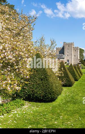 Beschnittene Eibenhecken und eine blühende Magnolie in den Gärten von Sizergh Castle im englischen Lake District in der Nähe von Kendal, Cumbria, England Stockfoto