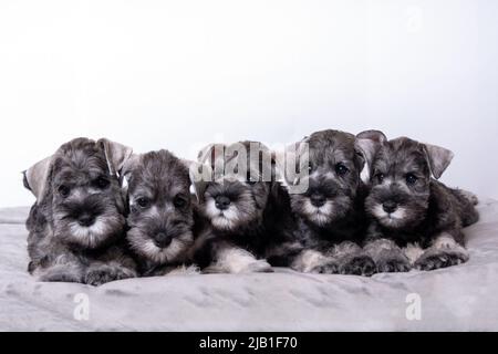 Fünf kleine schwarze bärtige Schnauzer Welpen liegen nebeneinander auf dem Bett und schauen dich an. Familie von Welpen liegen zusammen. Stockfoto