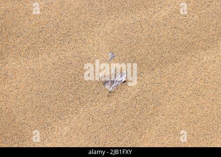 Isoliertes abgestorbenes Blatt, das im Sand vergraben ist. Der Urlaub ist ausgetrocknet. Sommer, Umwelt, grüne Erde & Pflanzkonzept. Minimales zeitgenössisches Stillleben. Stockfoto