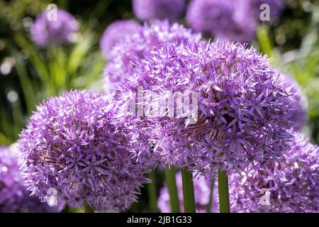 Allium's im RHS Wisley Garden Surrey UK Stockfoto