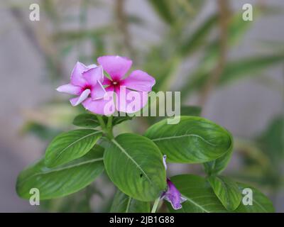 Sadabahar wunderschöne Blume im Garten Stockfoto