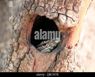 Das Foto wurde während einer Wildtiersafari im Yala National Park in Sri Lanka aufgenommen, als diese erstaunliche Kreatur durch ein Loch in einem Baum aufging Stockfoto