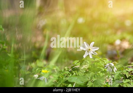 Zarte frühlingsweiße Anemonblüten auf dem Hintergrund des Waldes im Sonnenlicht. Stockfoto