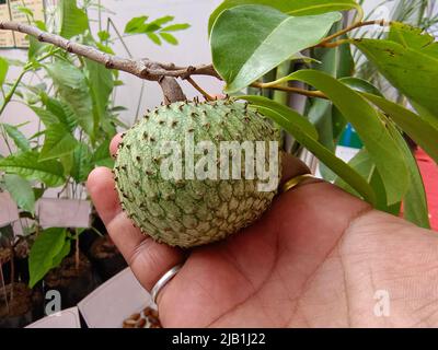 Laxman Phal, Grüne ganze reife Soursop-Frucht, Seltene Soursop-Frucht Stockfoto