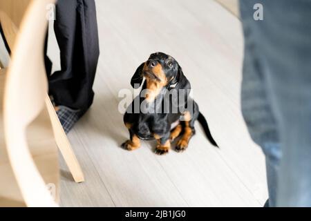 Dackel Welpe Hund zwischen den Familienbeinen warten auf das Futter Stockfoto