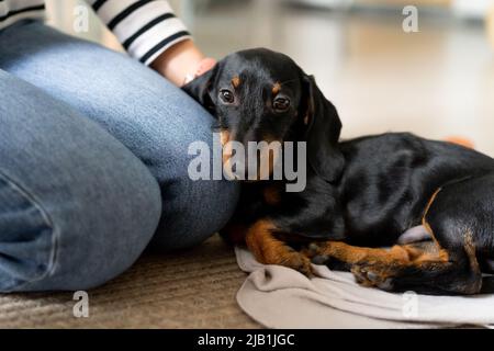 Dackel Welpe Hund liegt auf dem Teppich mit dem Kopf auf einem Mädchen Beine, die ihn streicheln Stockfoto