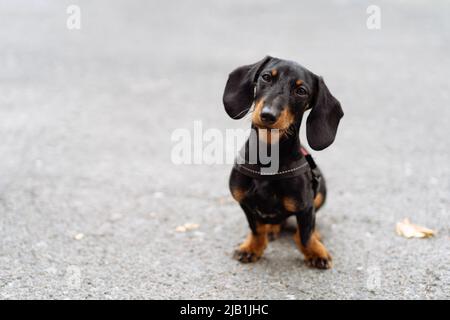 Porträt eines Dachsbundes Welpenhundes, der auf dem Boden sitzt und mit gekipptem Kopf auf die Kamera blickt Stockfoto