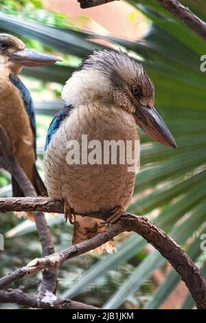 Lachender hans auf einem Zweig. Schönes buntes Gefieder des australischen Vogels. Interessante Beobachtung des Tieres. Tieraufnahmen in deutschland Stockfoto