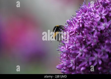 Weißschwanzhummel (Bombus lucorum) sammelt Pollen von einer Alliumblume Stockfoto