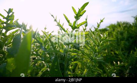 Nahaufnahme von im Freien wachsenden Flechten. Das stachelige Unkraut wächst wild. Stockfoto