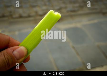 Rhabarberpflanze, die in der türkischen Nahaufnahme als Iskin bekannt ist Stockfoto