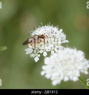 Schwebfliege (Syrphidae) besiedelt auf Pignut (Conopodium majus) Dolde. Bild in dominanten Grüntönen. Stockfoto