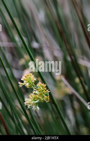 Sanfter Andrang im Keim am Ufer des Flusses Cober in Cornwall Stockfoto