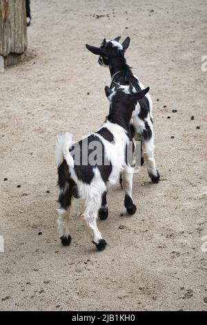 Kind spielt im Streichelzoo. Interessant ist es, die Umwelt zu erkunden. Tierfoto von kleinen Säugetieren. Haustiere aus Deutschland Stockfoto