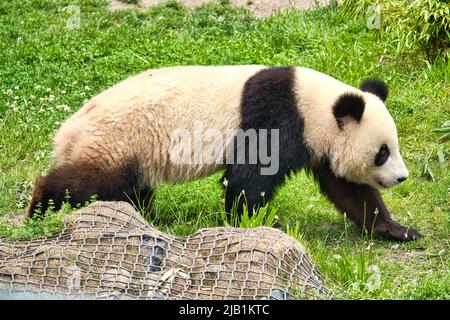 Großer Panda, der auf einer Wiese läuft. Gefährdete Arten. Schwarz-weißes Säugetier, das wie ein Teddybär aussieht. Tiefes Foto eines seltenen Bären. Stockfoto