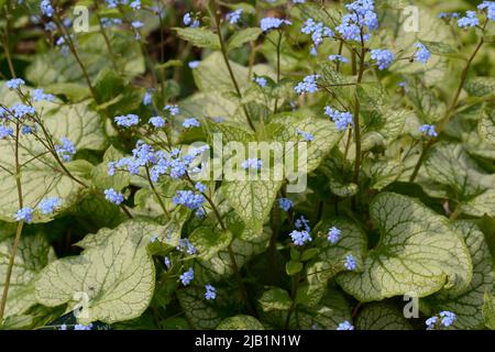 Brummera macrophylla Jack Frost viele kleine hellblaue Blüten herzförmiges Laub mit grünen Adern Stockfoto