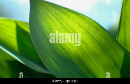 Ein großes grünes Blatt scheint im Sonnenlicht hindurch. Stockfoto