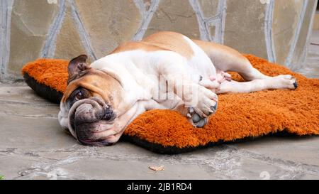 Ein erwachsener englischer Bulldog-Hund liegt auf einem Hundebett im Freien und schaut auf die Kamera. Haustierkonzept Stockfoto