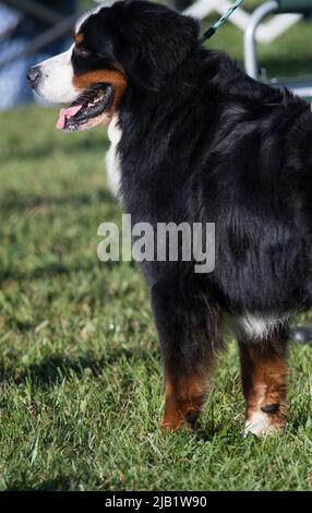 Berner Sennenhund steht in der Profilansicht Stockfoto