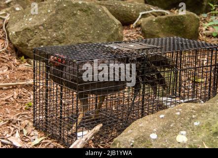 Australischer Pinsel türkei (alectura lathami) versehentlich in einer humanen wilden Katzenfalle im Regenwald von Queensland gefangen. Unversehrt freigesetzt. Stockfoto