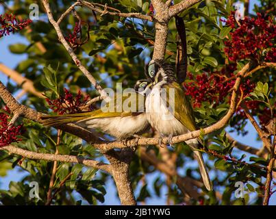 Zwei junge Honigbienen, Entomyzon cyanotis (mit grünen Gesichtern) in Drunken Papagei Tree, schotia brachypetala, Garten in Queensland, Australien. Stockfoto