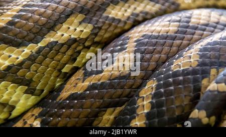 Nahaufnahme der Teppichpythonschlange Morelia spilota, die sich in einem Obstgarten in Queensland, Australien, eng um einen Ast eines Avocado-Baumes gewickelt hat. Stockfoto