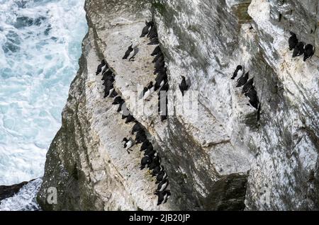 Seevögelkolonie auf den Klippen von RSPB Marwick Head, Orkney Islands, Schottland. Stockfoto