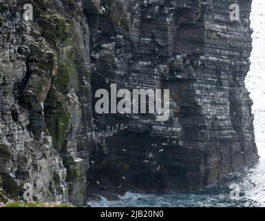 Seevögelkolonie auf den Klippen von RSPB Marwick Head, Orkney Islands, Schottland. Stockfoto