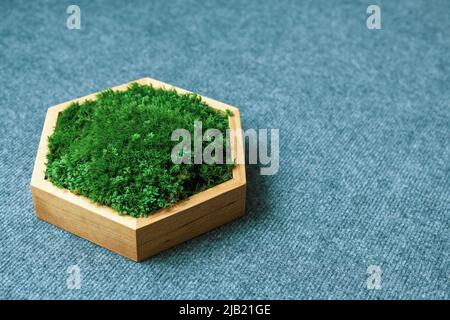 Stabilisiertes Moos in einer sechseckigen Holzkiste. Umweltfreundliche Innenausstattung. Stockfoto