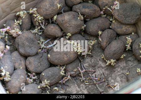 Gekeimte Kartoffelknollen aus der Nähe, unsachgemäße Lagerung von Gemüse Stockfoto