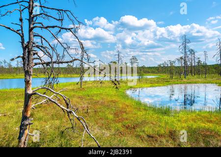 Natürliche Landschaft von Viru Bog (Viru raba) mit Sumpfseen. Lahemaa-Nationalpark, Estland Stockfoto