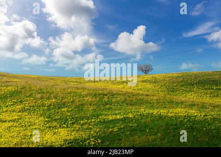 Grünes Feld mit einem einsamen Baum, gelben Blumen und blauem Himmel mit Wolken. Panoramablick auf Gras und Blumen auf dem Hügel am sonnigen Frühlingstag Stockfoto