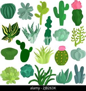 Kakteen und Sukkulenten Sorten flache Ikonen Sammlung mit Aloe crassula echeveria opuntia suphorbia isolierte Vektor-Illustration Stock Vektor