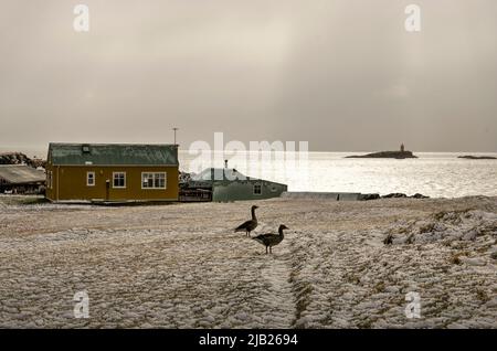 Flatey, Island, 5. Mai 2022: Dramatischer Himmel über einem einzigen Haus am Meer in einem schneebedeckten Feld mit zwei Gänsen Stockfoto