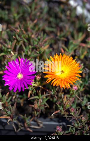 Delosperma cooperi und kupferfarbenes Mesemb in der Sonne im Frühling Stockfoto