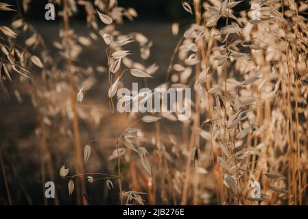 Goldene trockene Haferspiesse mit Hintergrundbeleuchtung und untergehenden Sonnenstrahlen Stockfoto