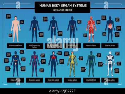 Menschlicher Körper innere Organe Kreislaufnervensystem und Skelettsysteme Anatomie und Physiologie flache pädagogische Infografiken Vektordarstellung Stock Vektor