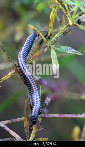 Nahaufnahme des aktiven gestreiften Milipede (Ommatoiulus sabulosus), der im Herbst auf einer Pflanze läuft, Litauen Stockfoto