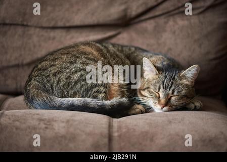 Niedliche Katze schläft auf dem Sofa zu Hause Stockfoto
