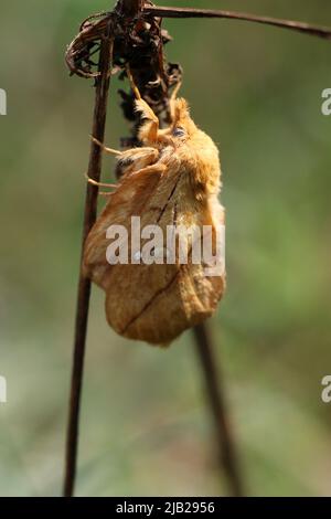 Eine Erwachsene weibliche Drosselmotte, Euthrix potatoria, eine haarige Orangenmotte, die in einem heißen Sommermonat in Litauen auf einem trockenen Gras ruht Stockfoto