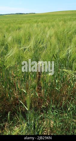 Weizenfeld, Somogy, Ungarn Stockfoto