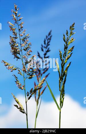 Eine Nahaufnahme von bollig blühendem Hafergras. Hinter dem Gras ist ein blauer Himmel Stockfoto