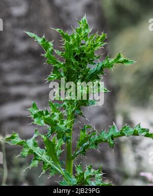 Eine Nahaufnahme einer lockigen, plumeless Distel während des Frühlings. Die Blüte ist noch im Keim. Stockfoto