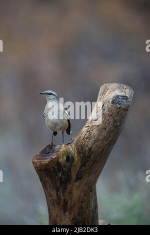 Baygeflügelter Kuhvögel, Agelaioides badius, Calden Forest, La Pampa, Argentinien Stockfoto