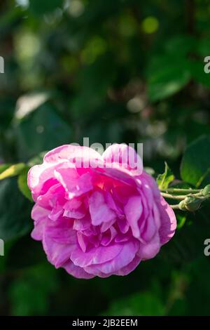 Rosafarbene Pfingstrose. Unscharfer Hintergrund. Makro. Garten, Gartenblumenzucht Stockfoto